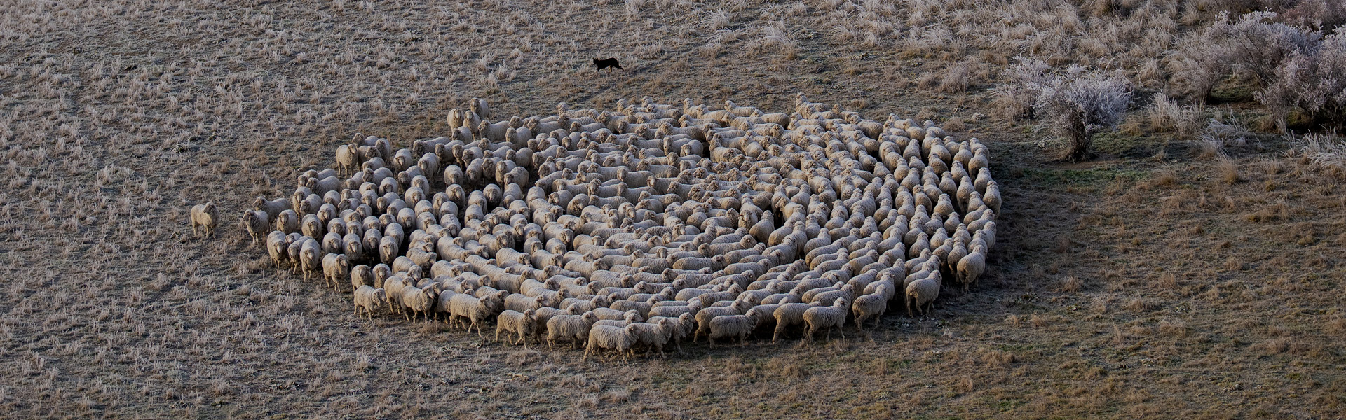 Mob of Sheep