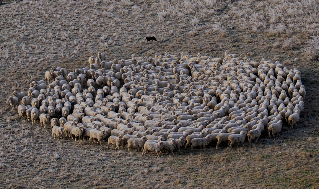 Mob of Sheep
