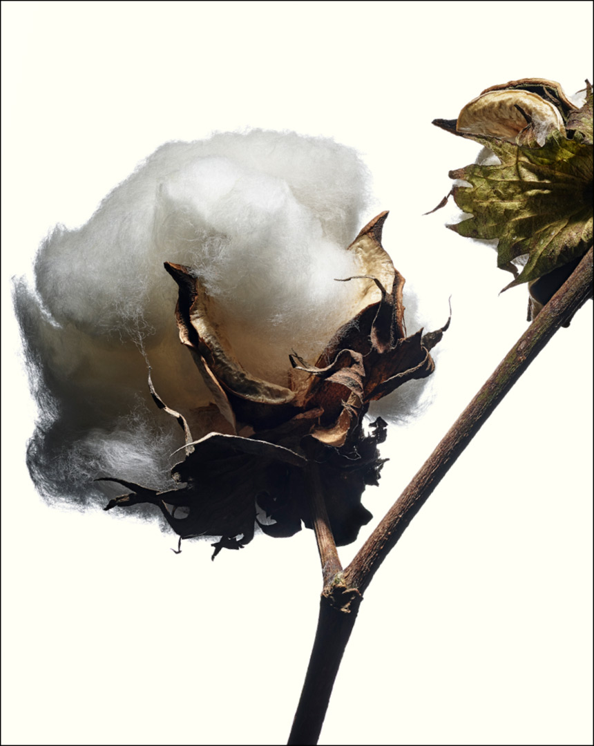 Dried Cotton Plant
