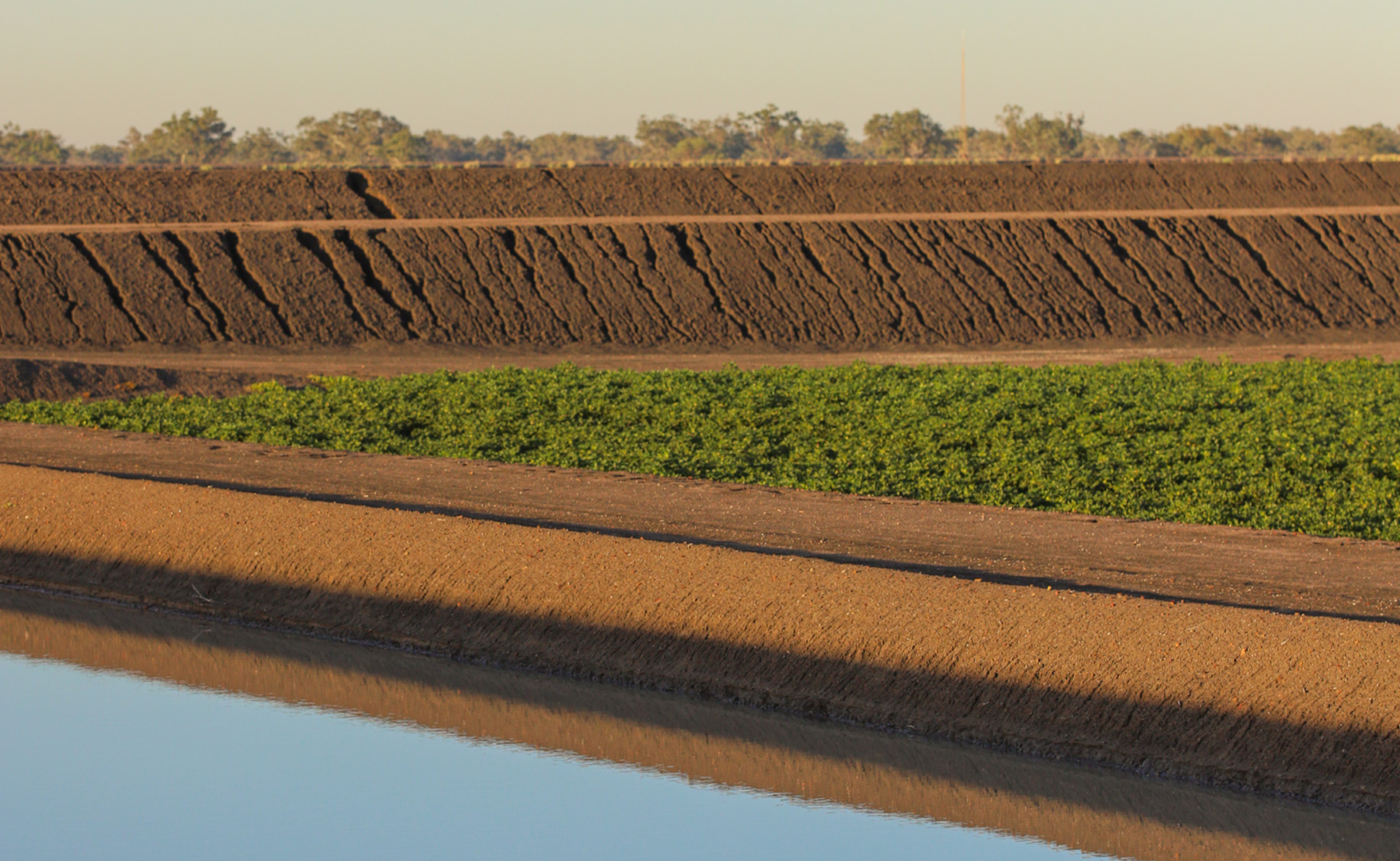 A landscape picture of cotton farm