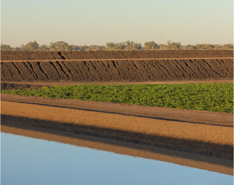 A landscape picture of cotton farm