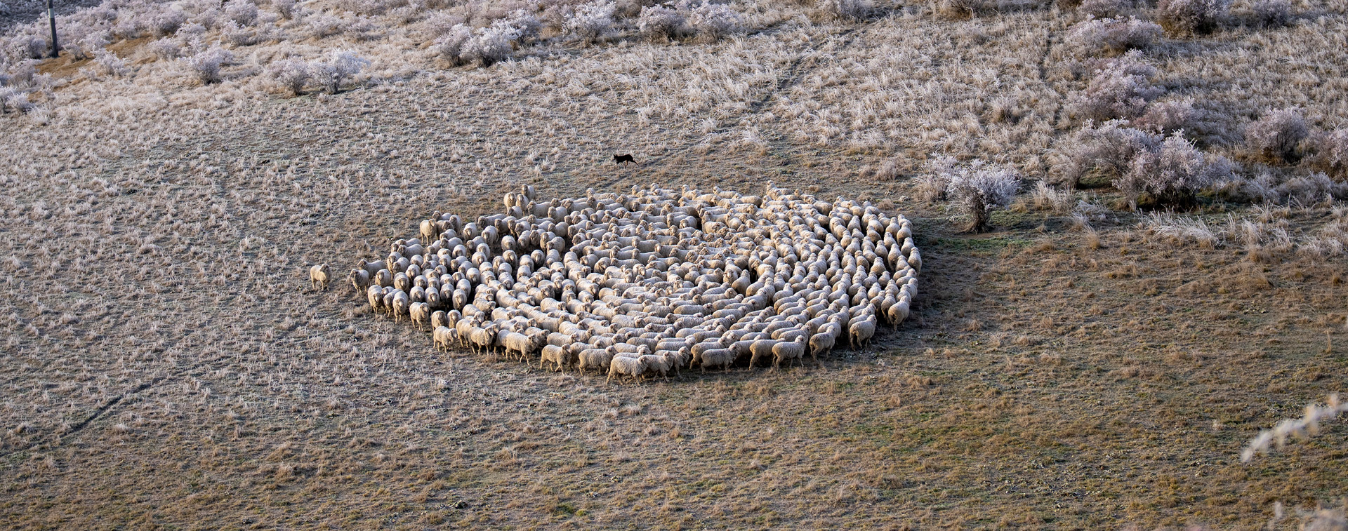 Mob of Sheep