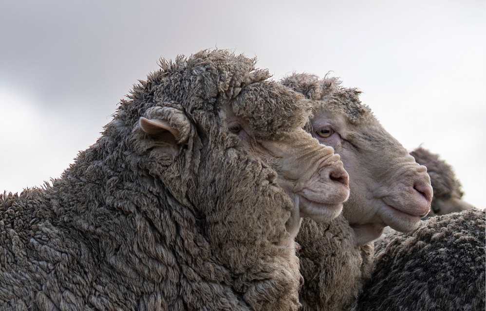 NZ MERINO WOOL L/S　【2023 aw】 ZQRX Merino Wool | 100% Traceable New Zealand Merino | Rodd